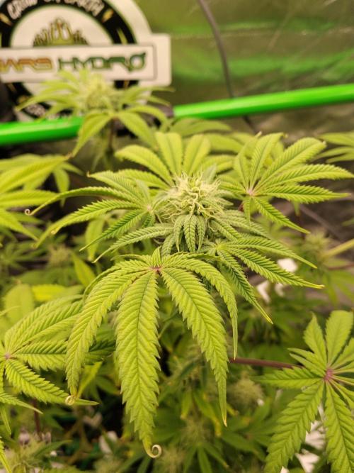 Ztrawberry chems Mentha de Croco. Week 5