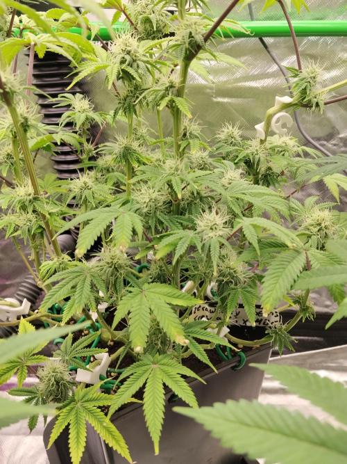 Ztrawberry chems Mentha de Croco. Week 5