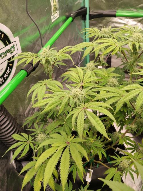 Ztrawberry chems Mentha de Croco. Week 5