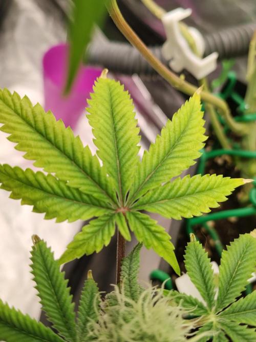 Ztrawberry chems Mentha de Croco. Week 5