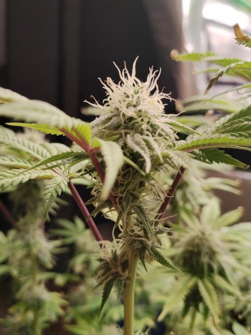 Ztrawberry chems Mentha de Croco. Week 6