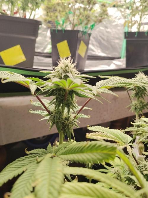 Ztrawberry chems Mentha de Croco. Week 6