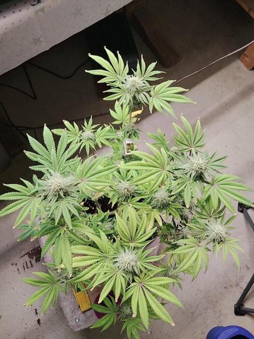 Ztrawberry chems Mentha de Croco. Week 6