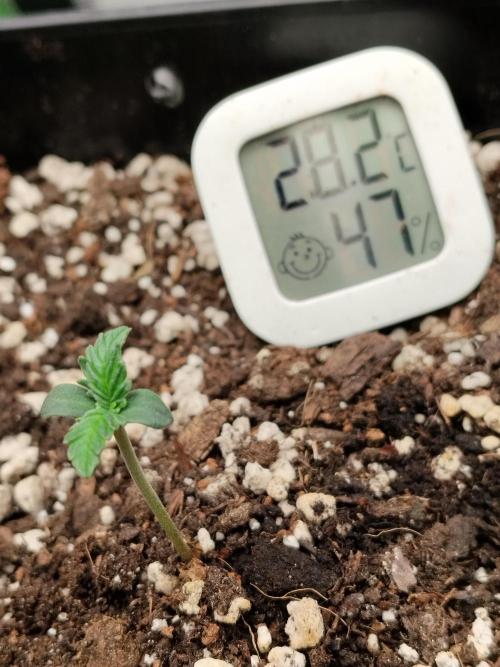 Zkittlez. Week 0 - Klima stabil bei knapp 27°C und ca. 47% RLF.