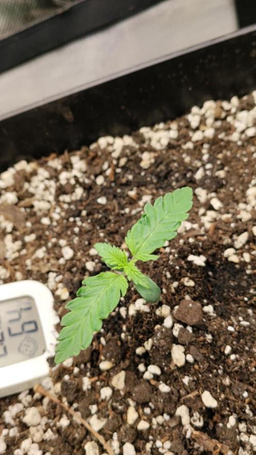Grow Tent MyHomeGrow 40x40x160. Week 0
