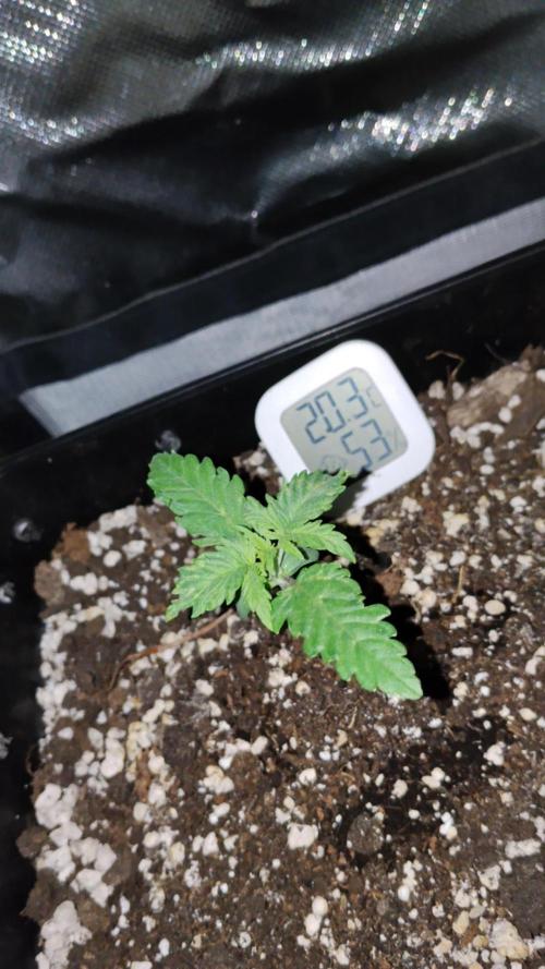 Zkittlez Automatic. Week 1