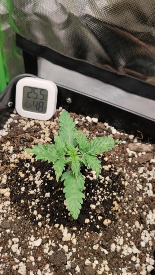 Zkittlez Automatic. Week 1 - Holpriger Start, aber Wachstum zieht an. Neues Blattpaar schiebt sauber nach. 🌱💚