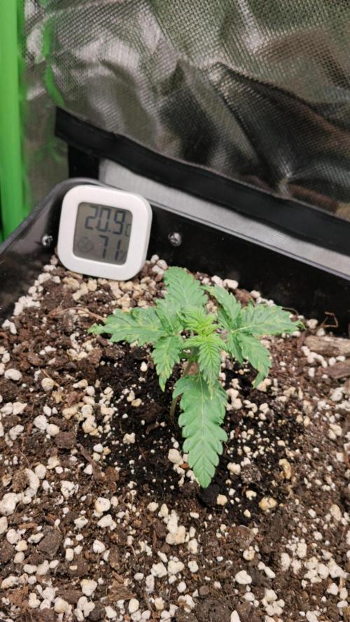 Grow Tent MyHomeGrow 40x40x160. Week 1
