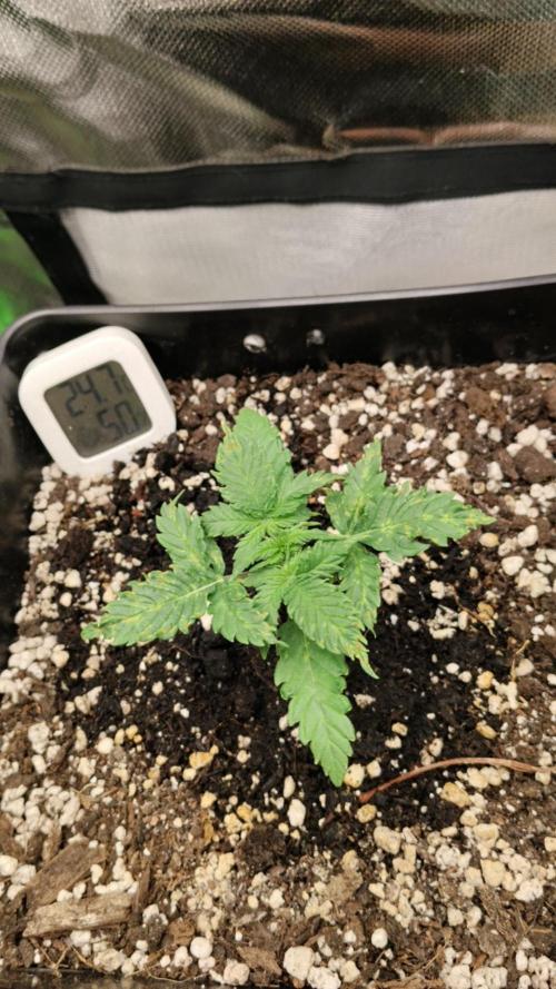 Grow Tent MyHomeGrow 40x40x160. Week 1