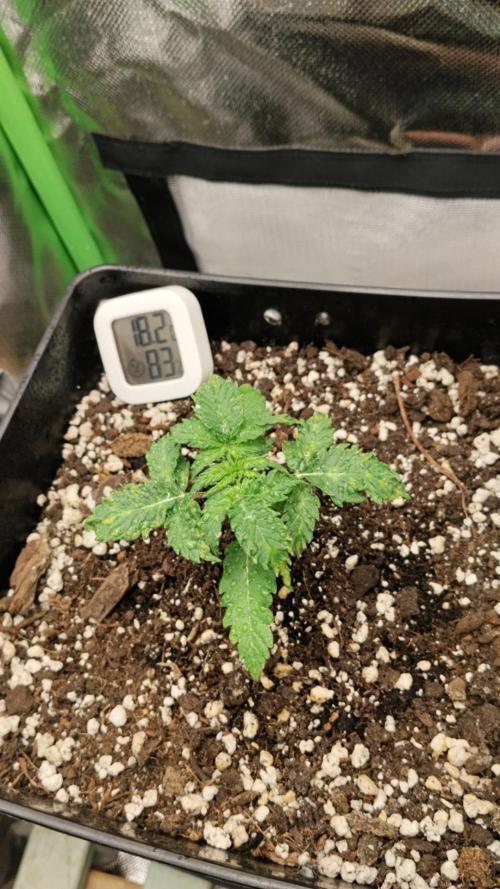 Zkittlez Automatic. Week 1