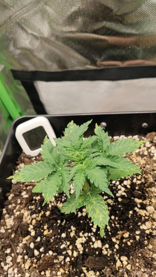 Zkittlez Automatic. Week 2 - Kräftiger Neuaustrieb im Zentrum, Topf für Licht gedreht!🌱 💚