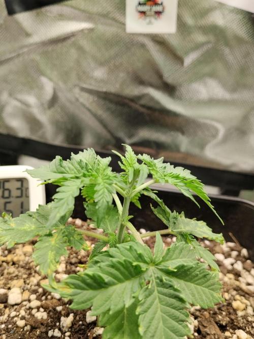 Zkittlez Automatic. Week 2
