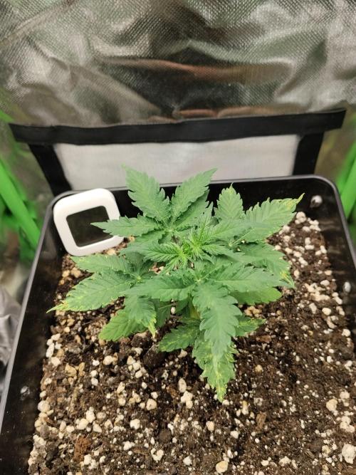 Zkittlez Automatic. Week 2