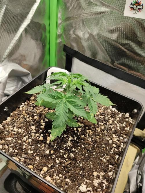 Zkittlez Automatic. Week 2