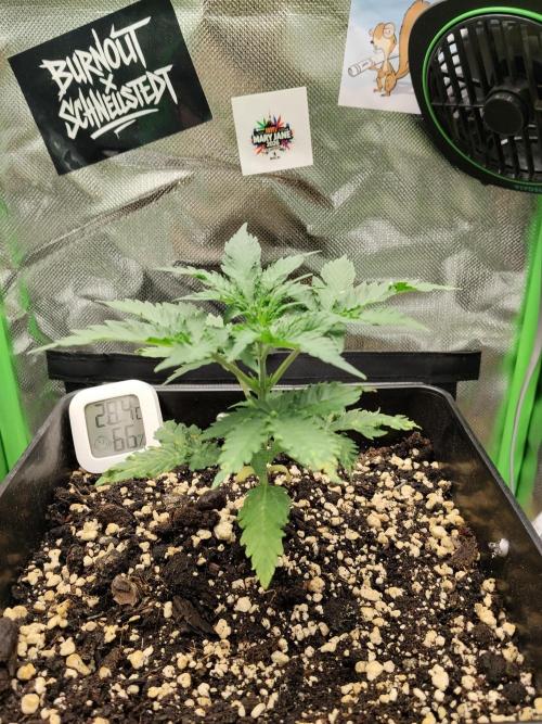 Zkittlez Automatic. Week 2
