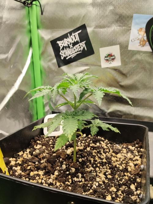 Zkittlez Automatic. Week 2