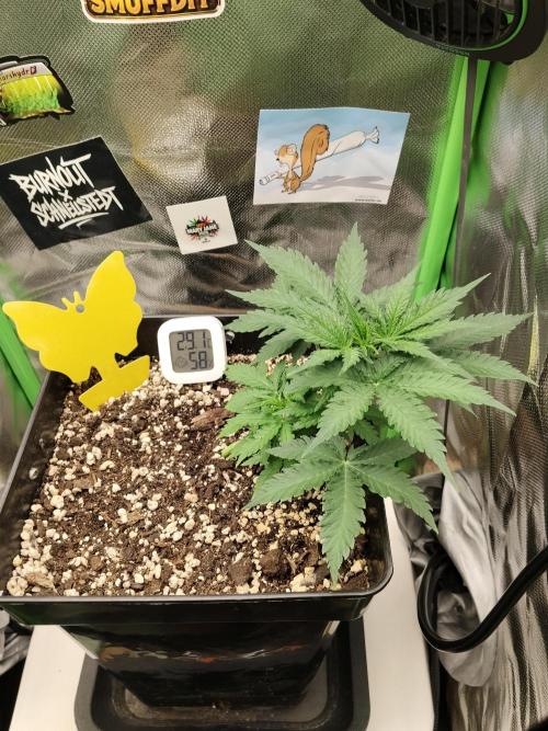 Zkittlez Automatic. Week 3 - LST läuft perfekt, super Vitalität und sattgrünes Wachstum im Zelt. 🌱💚