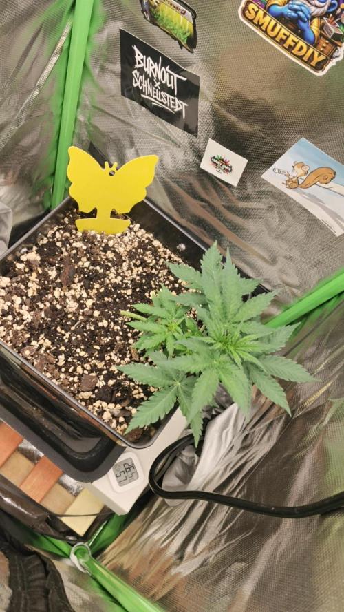Zkittlez Automatic. Week 3