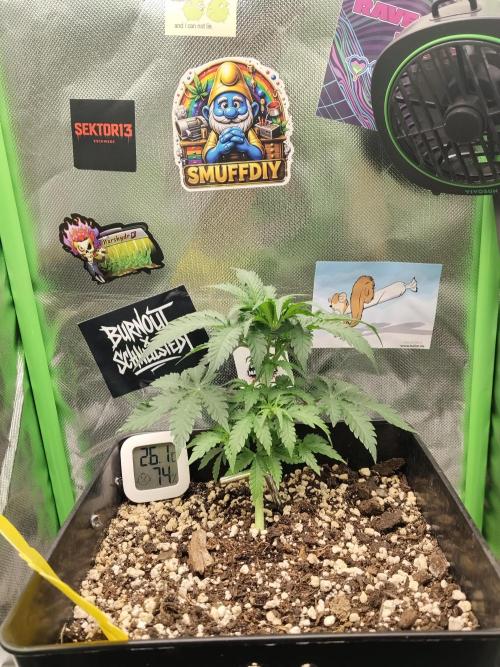 Zkittlez Automatic. Week 3