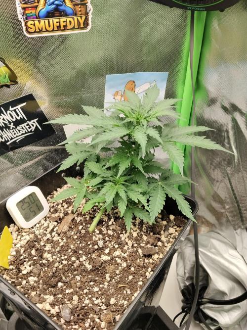 Grow Tent MyHomeGrow 40x40x160. Week 3