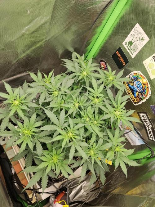 Grow Tent MyHomeGrow 40x40x160. Week 6
