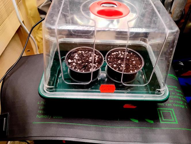 Kutil sa bavil.. Week 1