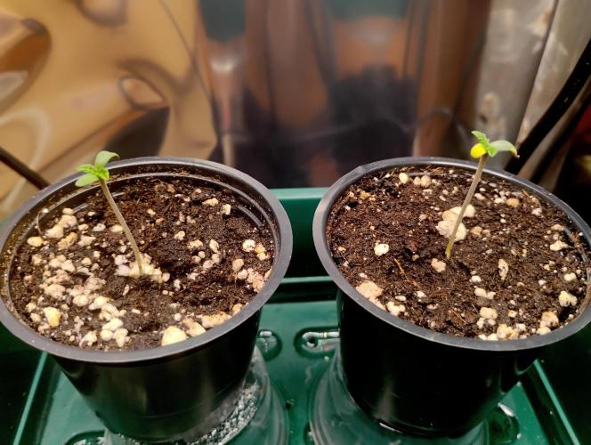 Kutil sa bavil.. Week 1