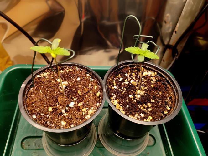 Kutil sa bavil.. Week 1 - Trocha sa vytiahli musel som upraviť svetlo a dal som im trocha oporu. 