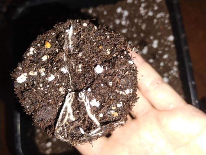 Kutil sa zabáva.. Week 2