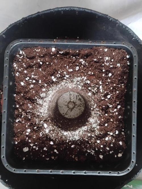 Kutil sa zabáva.. Week 2 - Mikhoriza pridaná.