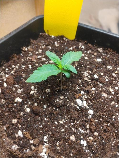 Kutil sa zabáva.. Week 2