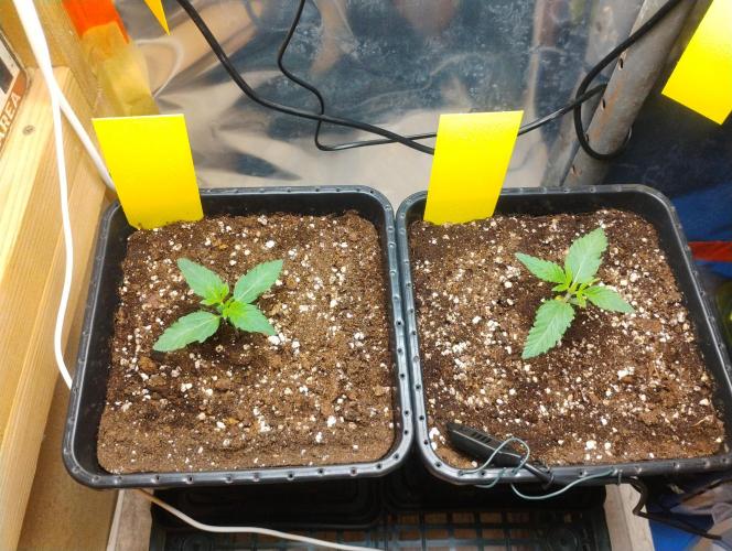 Kutil sa zabáva.. Week 2 - Deň 23° a noc 22°  odťah skúsim dať silnejšie aby kleslo aspoň o 2°. 