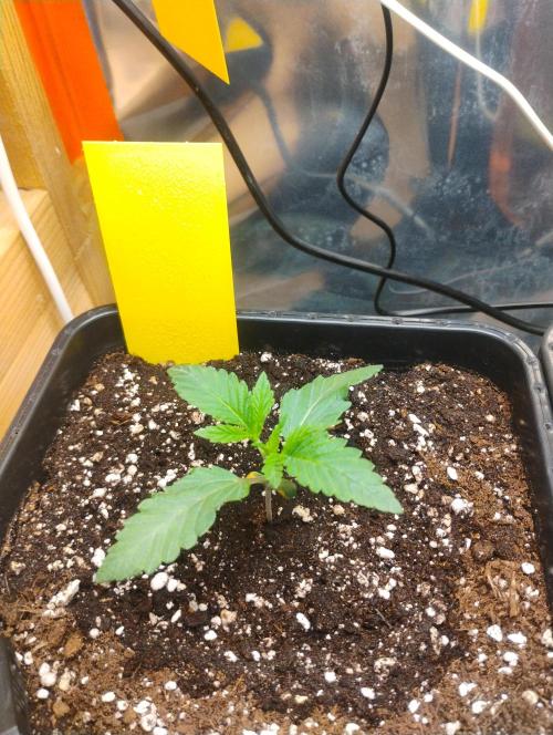 Kutil sa zabáva.. Week 2