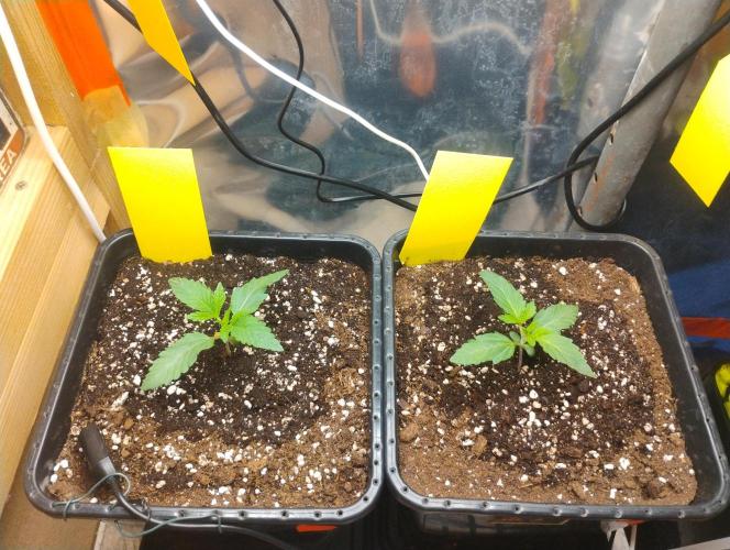 Kutil sa zabáva.. Week 2 - Každá dostala 0.5 L a dávkovanie grow A/B 1.5ml a Vitamax 1.5ml 