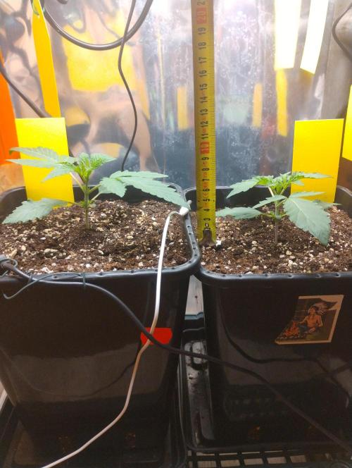 Kutil sa zabáva.. Week 3