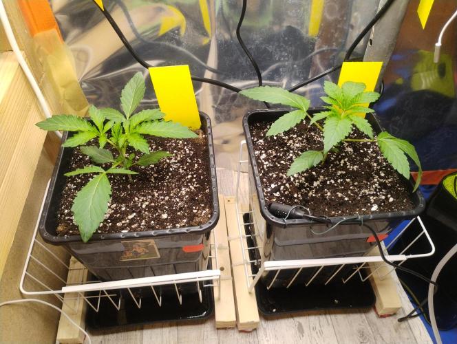 Kutil sa zabáva.. Week 3