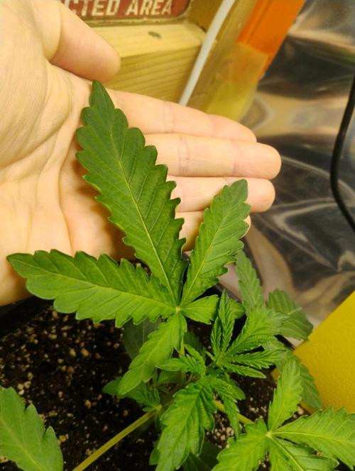 Kutil sa zabáva.. Week 3 - Pozorujem krútenie listov,svetlo menej viac vlhkosťi pridal.