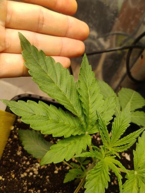 Kutil sa zabáva.. Week 3