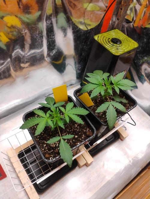 Kutil sa zabáva.. Week 3