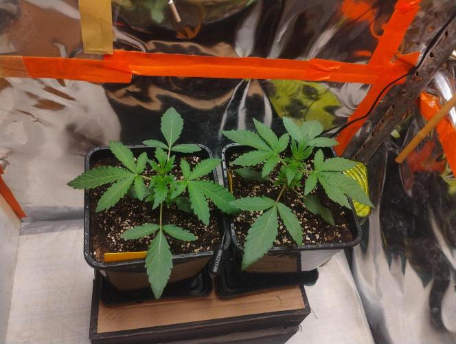 Kutil sa zabáva.. Week 3