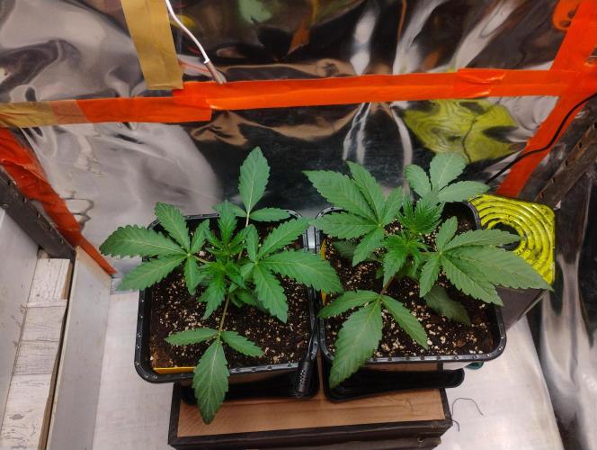 Kutil sa zabáva.. Week 3