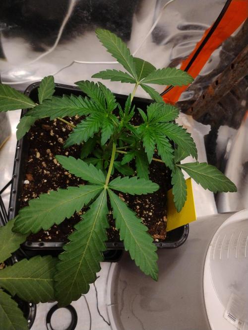 Kutil sa zabáva.. Week 3