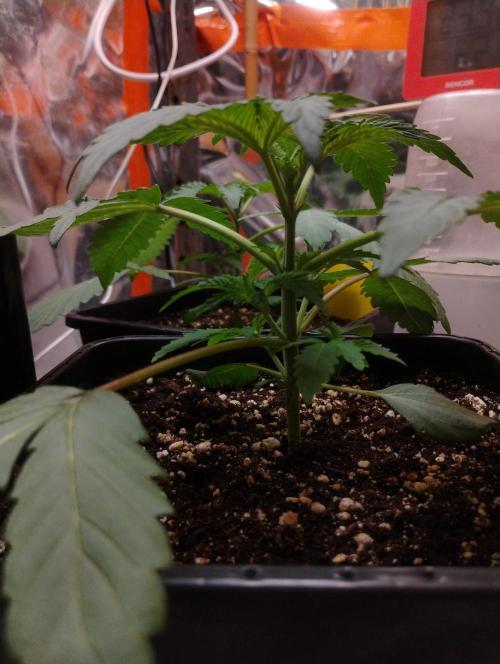 Kutil sa zabáva.. Week 3