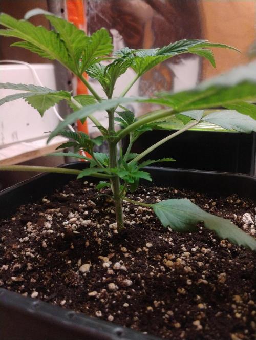 Kutil sa zabáva.. Week 3