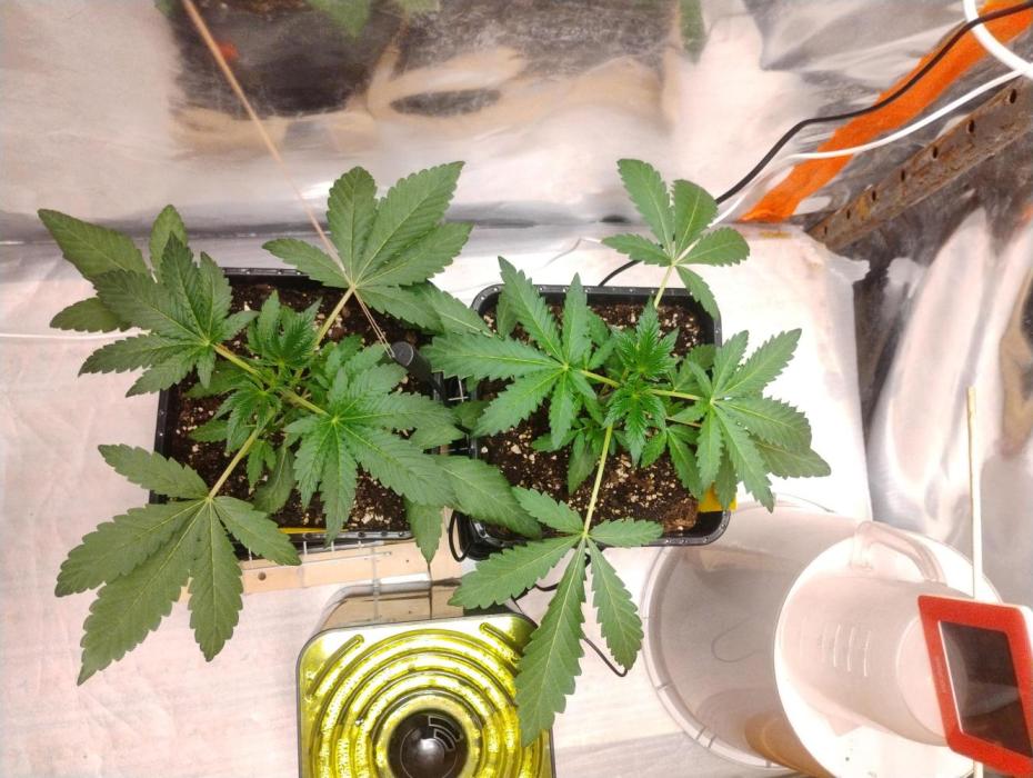 Kutil sa zabáva.. Week 4