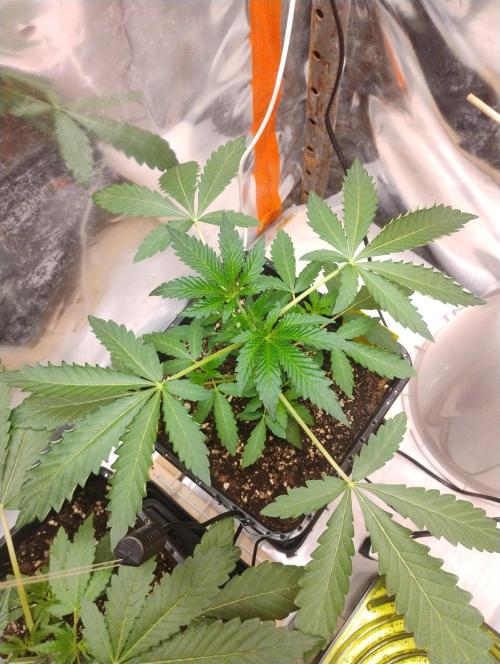 Kutil sa zabáva.. Week 4