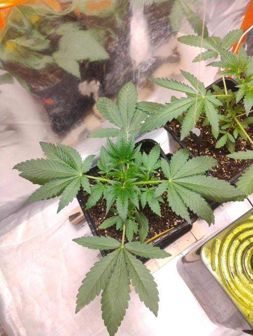 Kutil sa zabáva.. Week 4