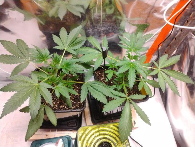 Kutil sa zabáva.. Week 4