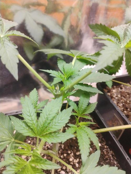 Kutil sa zabáva.. Week 4