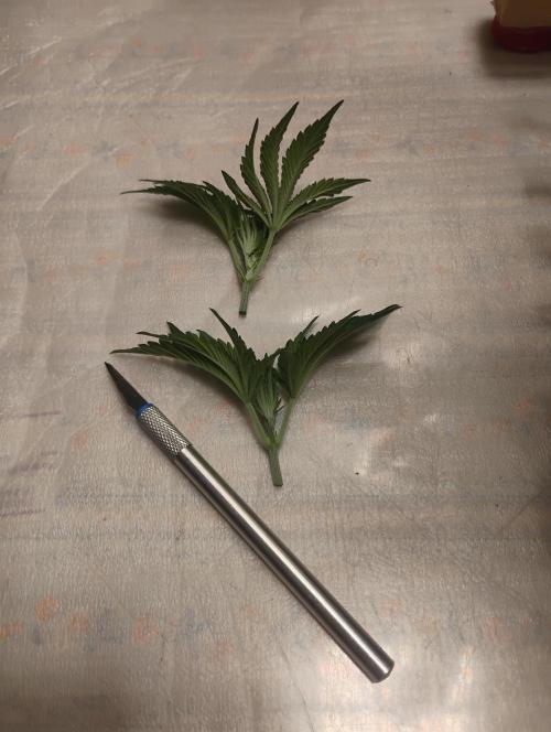 Kutil sa zabáva.. Week 4